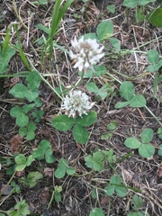 Trifolium repens