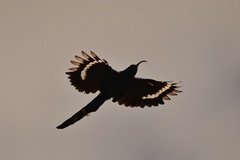 Common Scimitarbill photo 4