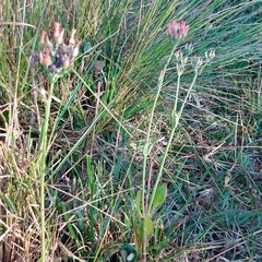 Kalanchoe rotundifolia