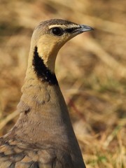 Pterocles gutturalis