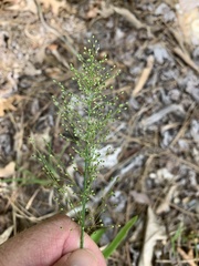 Dichanthelium polyanthes