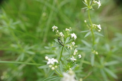 Chrysanthia viridissima