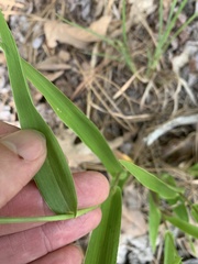 Dichanthelium polyanthes
