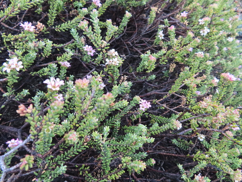 Image of Acmadenia teretifolia by (c) linkie, some rights reserved (CC BY)