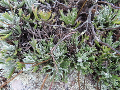 Euryops othonnoides