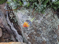 Euryops othonnoides