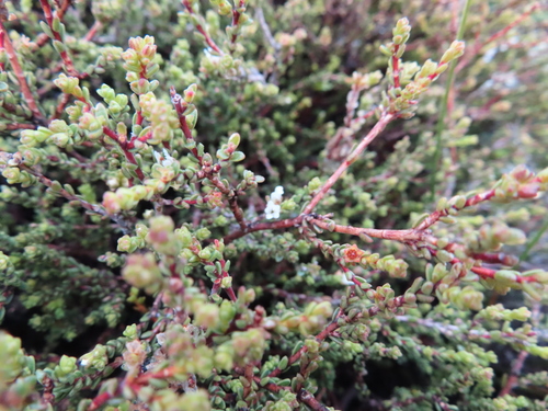 Image of Euchaetis elsieae by (c) linkie, some rights reserved (CC BY)