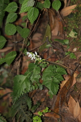 Salvia cavaleriei