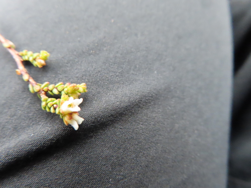 Image of Euchaetis elsieae by (c) linkie, some rights reserved (CC BY)
