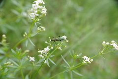 Chrysanthia viridissima