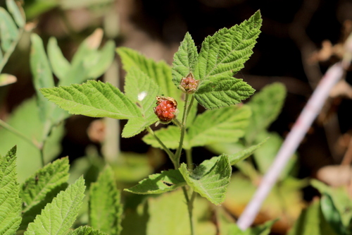 photo of Trailing Blackberry (Rubus ursinus)