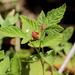 photo of Trailing Blackberry (Rubus ursinus)