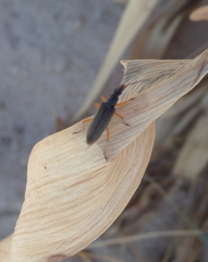 Stenostoma rostratum