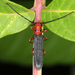 Sumac Stem Borer - Photo (c) Tom Murray, some rights reserved (CC BY-NC), uploaded by Tom Murray