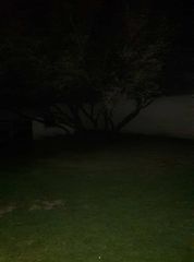 Vachellia schaffneri