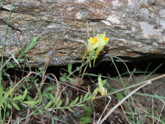 Linaria verticillata verticillata