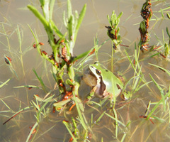 Hyla wrightorum