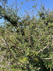 Albizia forbesii