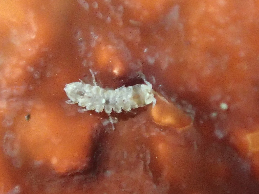 Joeropsis dubia