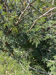 Albizia forbesii
