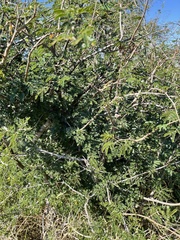 Albizia forbesii