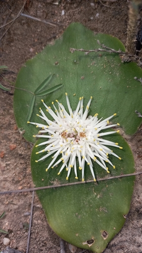 Massonia setulosa