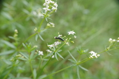 Chrysanthia viridissima