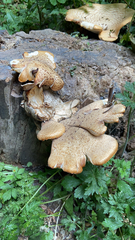 Cerioporus squamosus