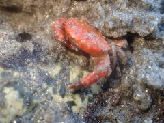 Cycloxanthops novemdentatus