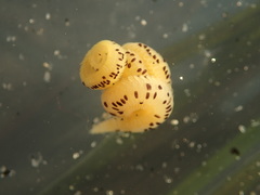 Eteone pacifica