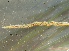 Eteone pacifica