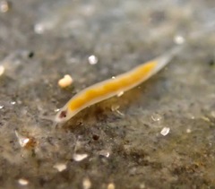 Vorticeros praedatorium