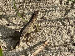 Leiocephalus carinatus