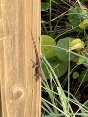 Anolis sagrei