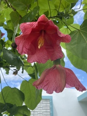 Thespesia grandiflora