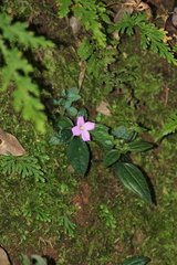 Sarcopyramis napalensis