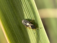 Blissidae