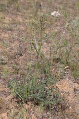 Prangos odontalgica