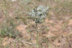 Prangos odontalgica