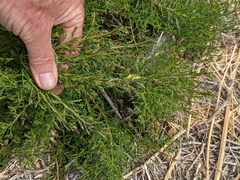 Baccharis sarothroides × pilularis