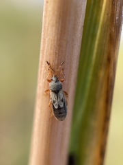 Blissidae