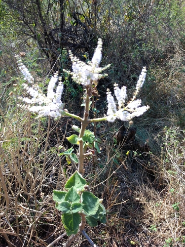 Tetradenia riparia