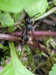 Argogorytes mystaceus