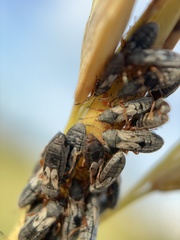 Blissidae