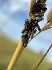 Blissidae