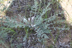 Astragalus dolichophyllus