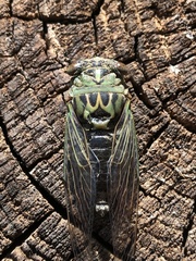 Neotibicen
