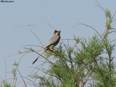 Hypocolius ampelinus