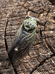 Neotibicen