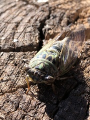 Neotibicen